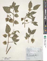 Physalis longifolia image