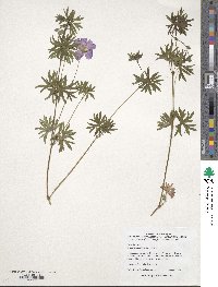 Geranium psilostemon image