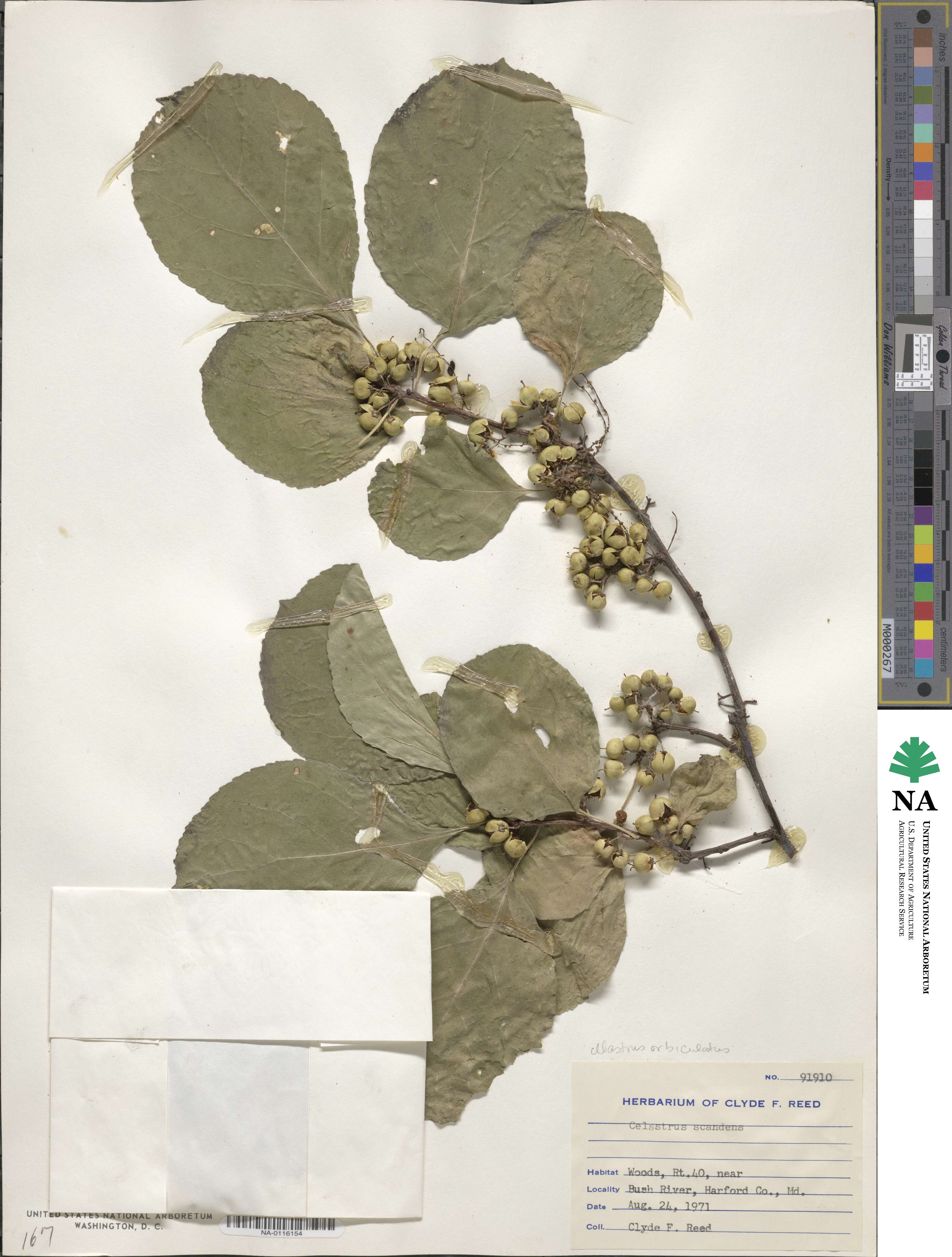 Celastrus scandens image