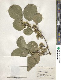 Celastrus scandens image