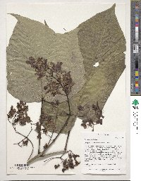 Catalpa ovata image