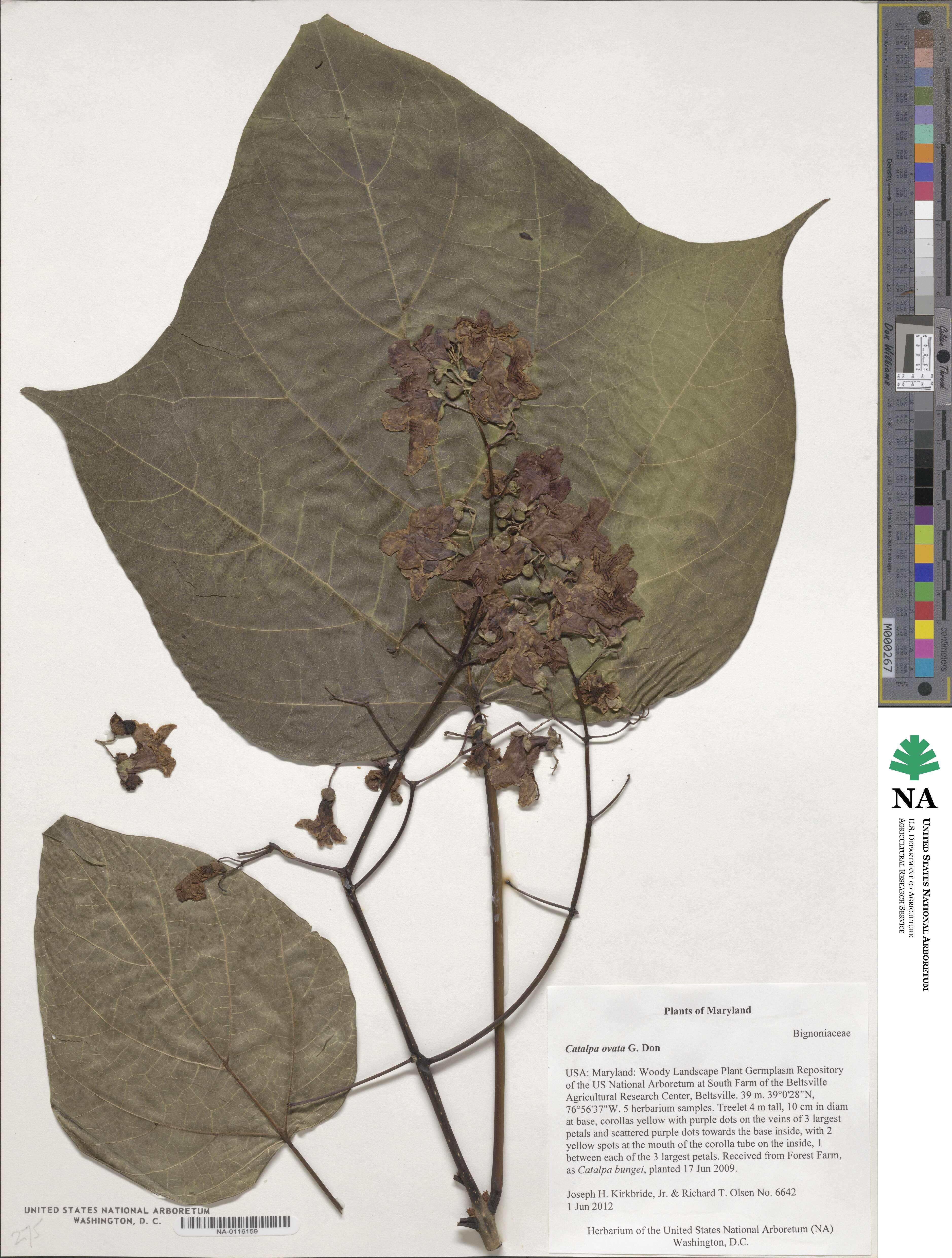 Catalpa ovata image