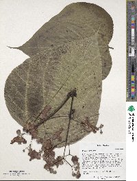 Catalpa ovata image