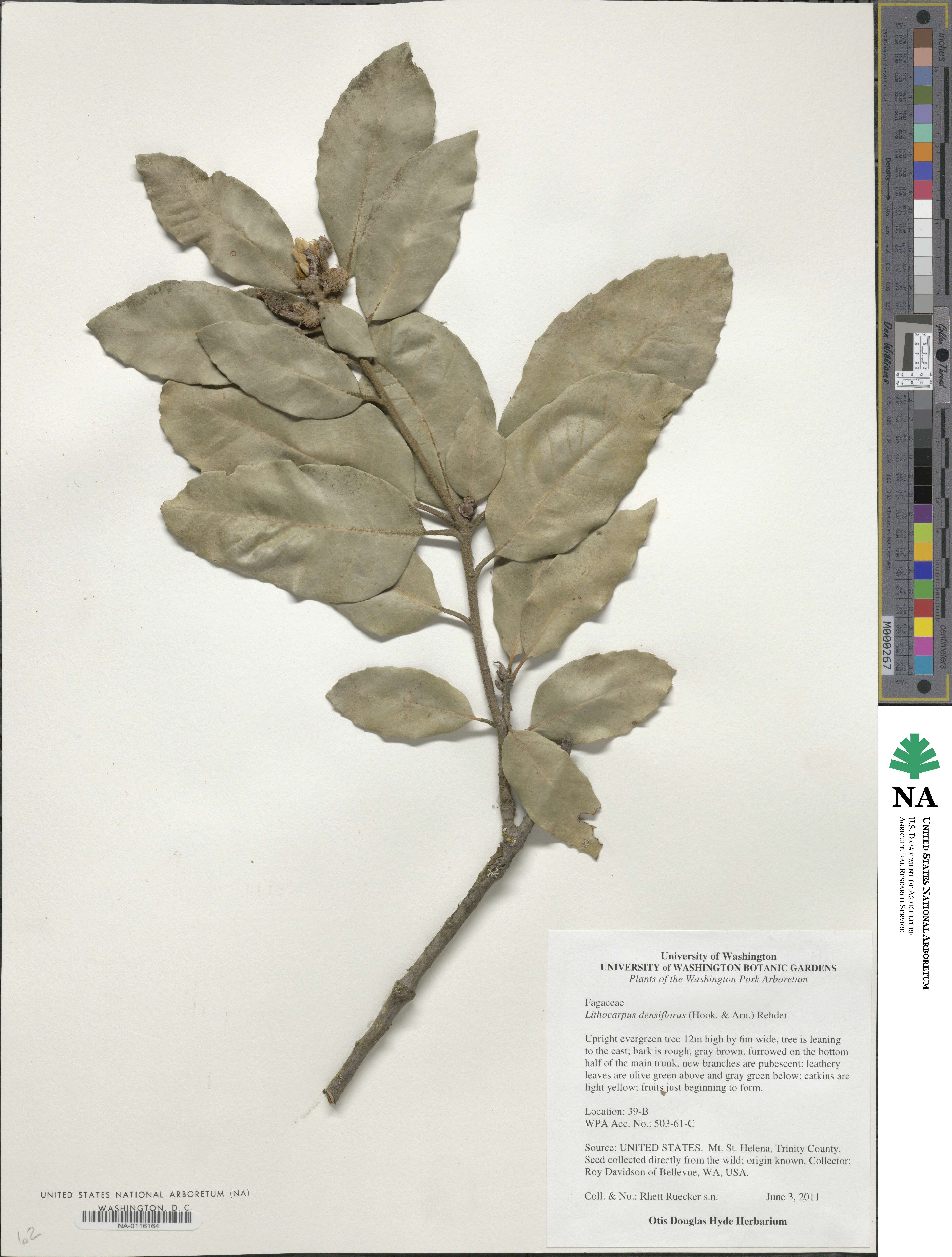 Notholithocarpus image