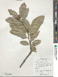 Notholithocarpus densiflorus image