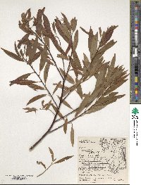 Salix petiolaris image