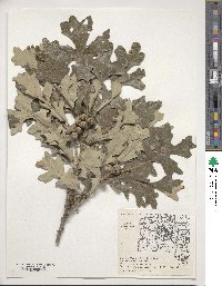 Quercus macrocarpa image