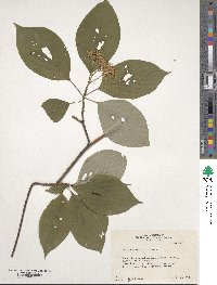 Cornus alternifolia image