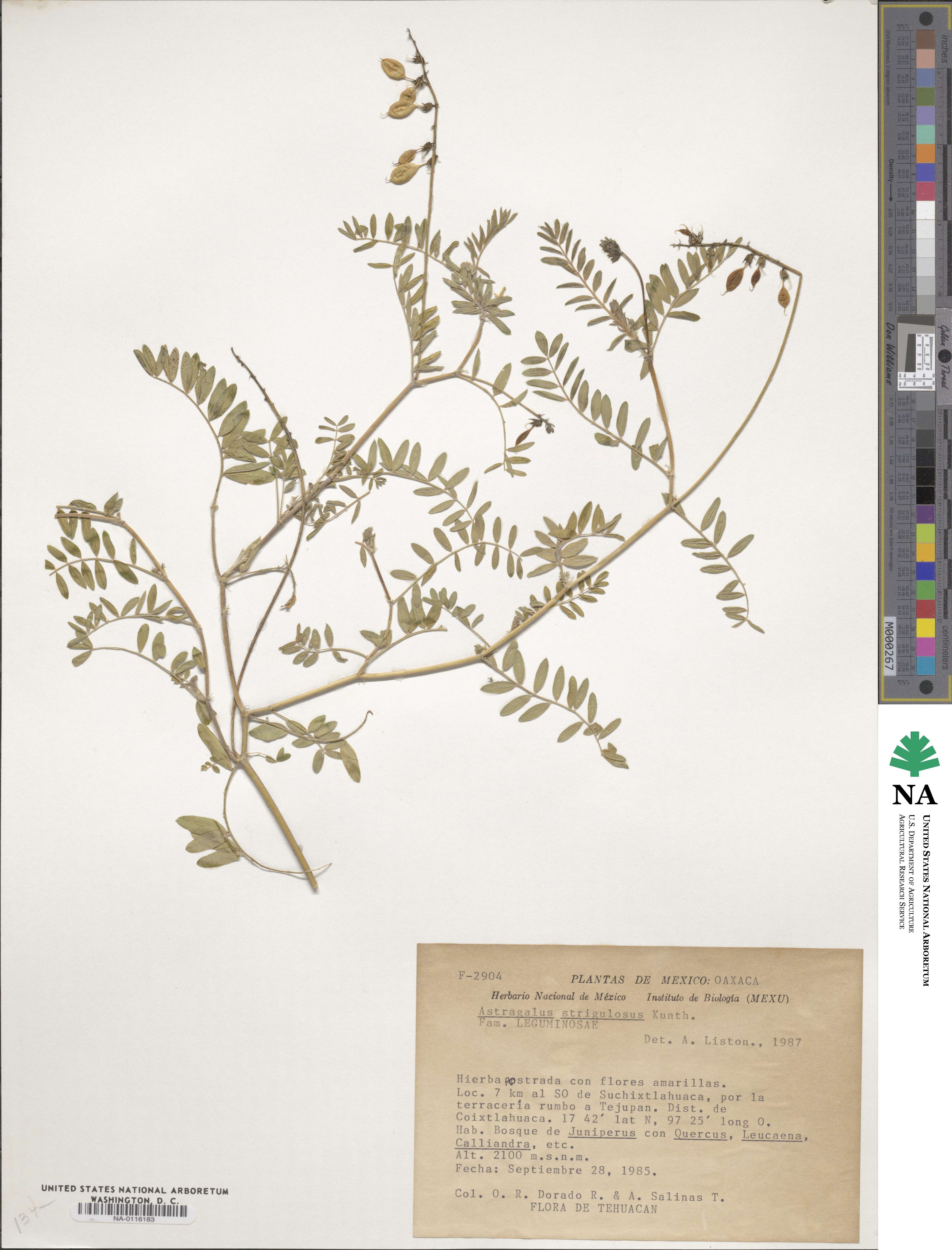 Astragalus strigulosus image