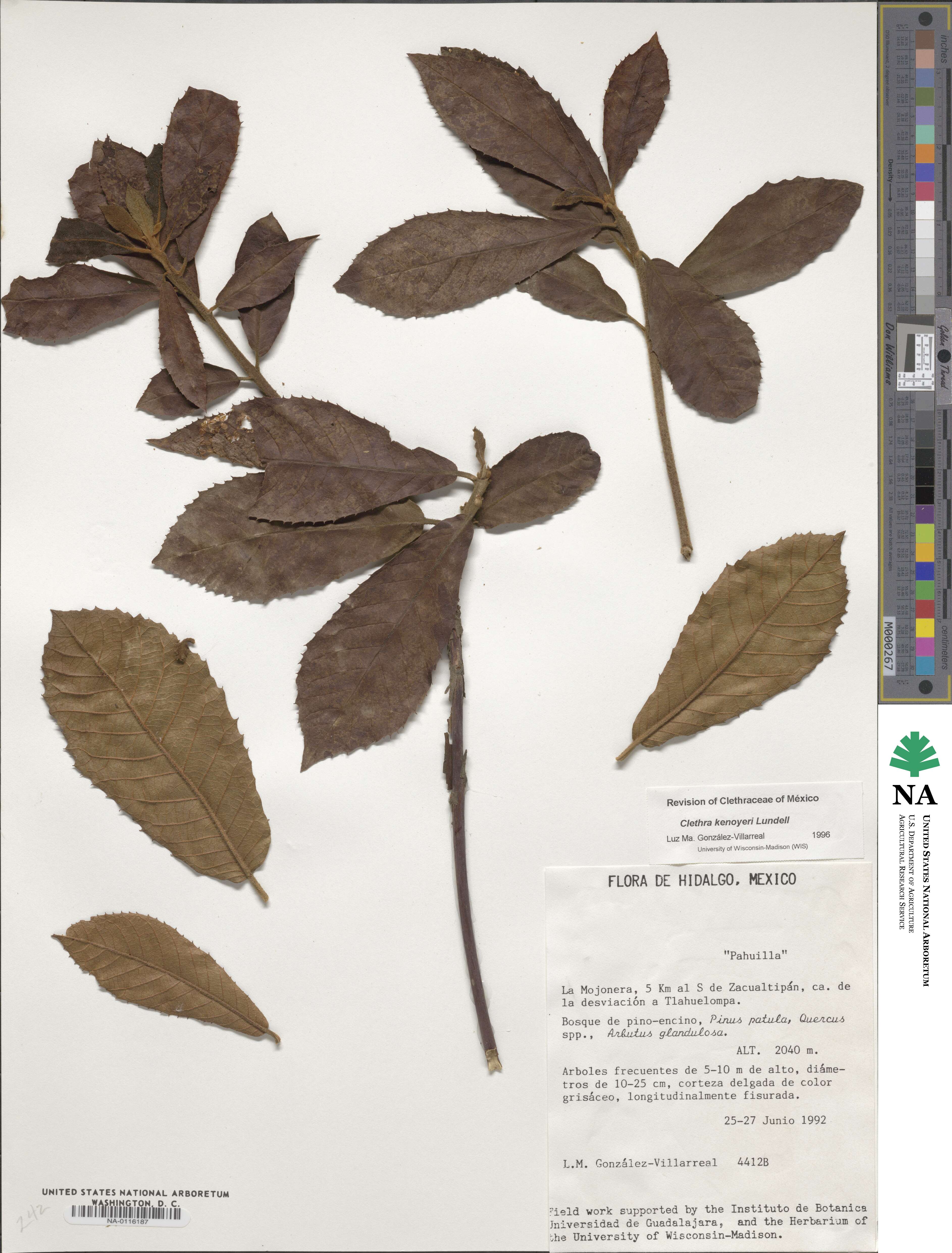 Clethra lanata image