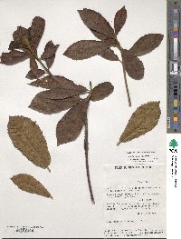 Image of Clethra lanata