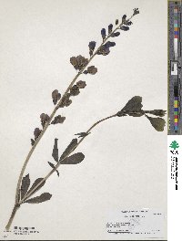 Baptisia australis image