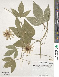 Passiflora incarnata image