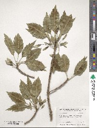 Fraxinus excelsior image