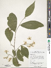 Styrax confusus image