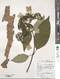 Hydrangea strigosa image