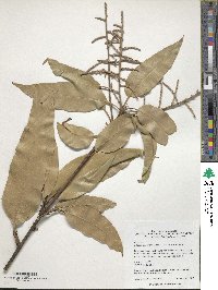 Lithocarpus henryi image