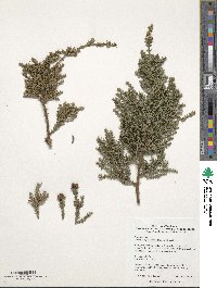 Image of Fitzroya cupressoides