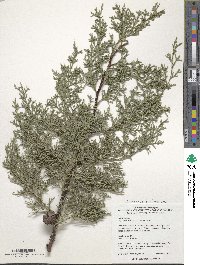 Cupressus duclouxiana image