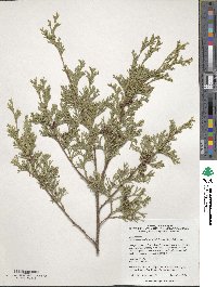 Chamaecyparis thyoides image