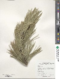 Pinus nigra image