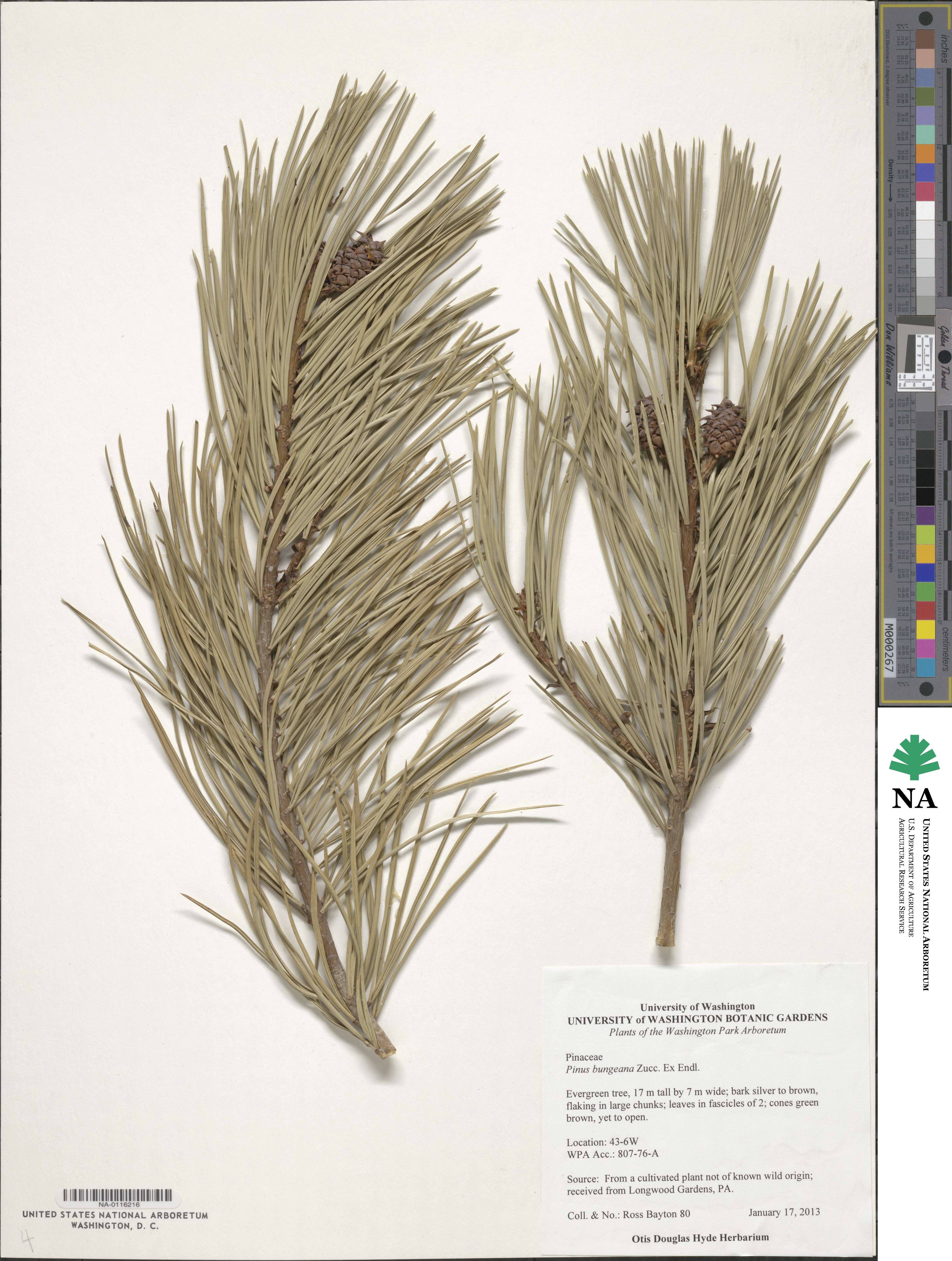 Pinus bungeana image