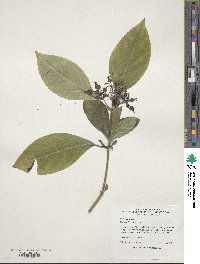 Hydrangea febrifuga image