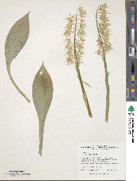 Image of Helonias thibetica