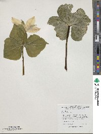 Trillium ovatum image