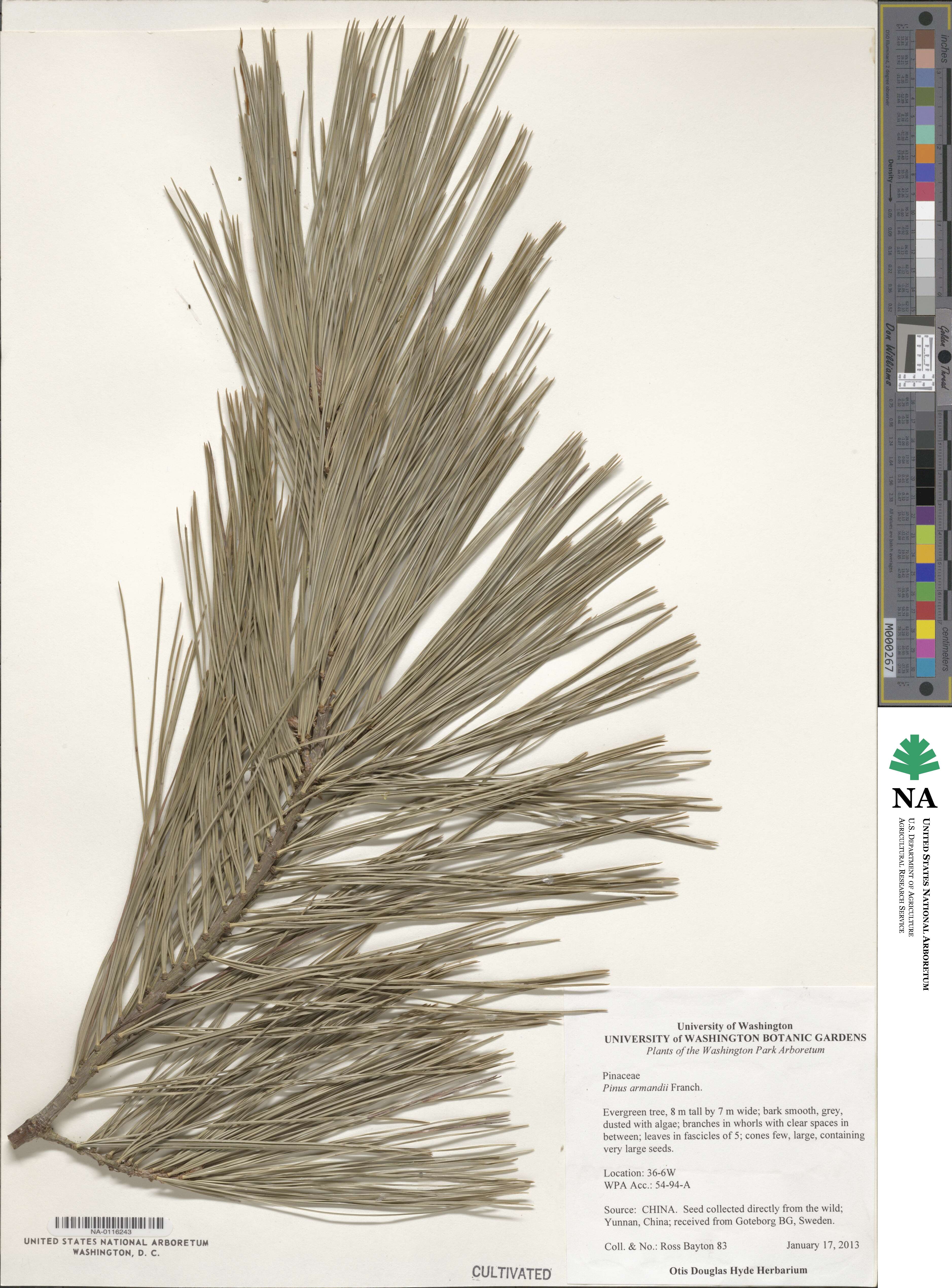 Pinus armandii image