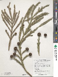 Cryptomeria japonica var. japonica image