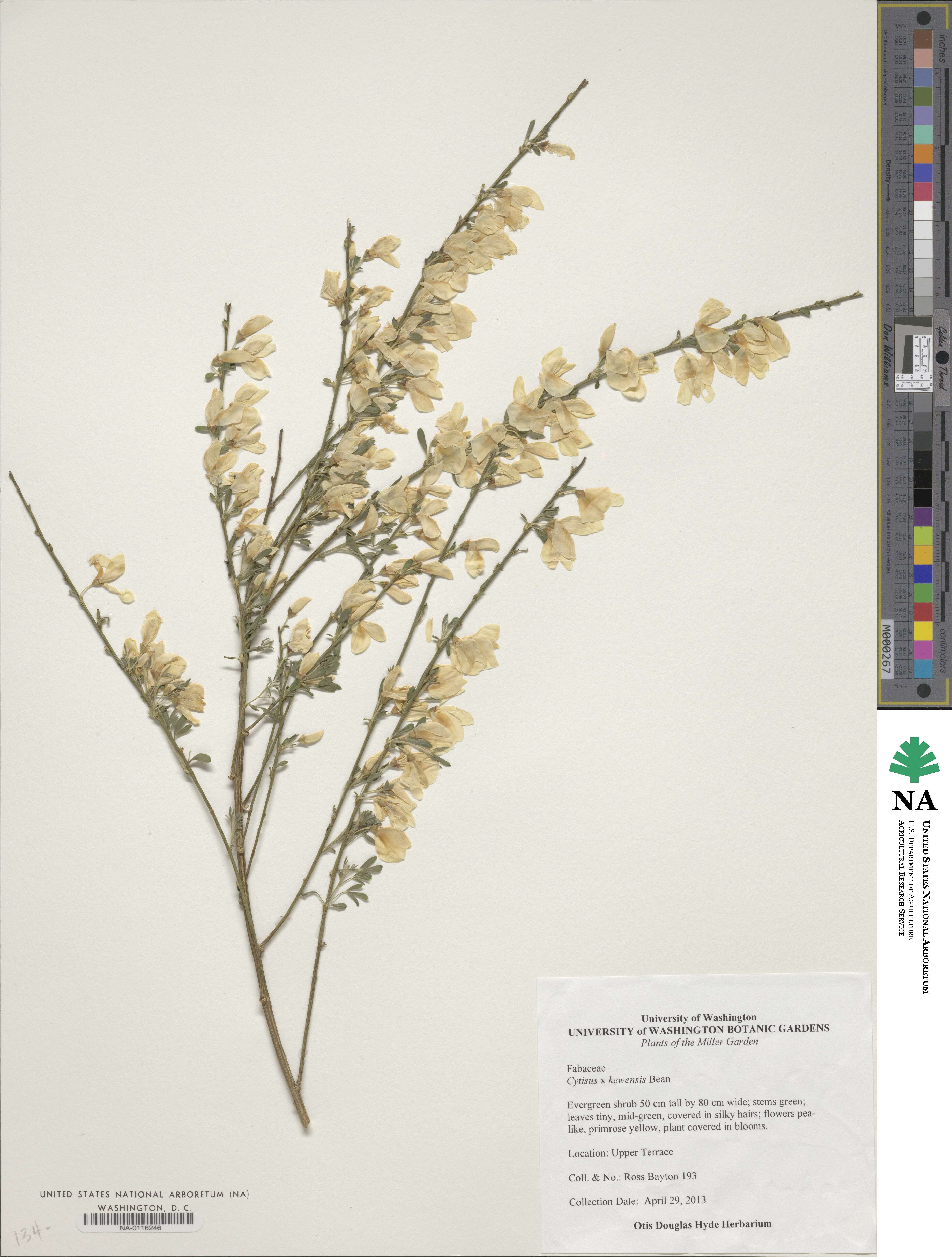 Cytisus kewensis image