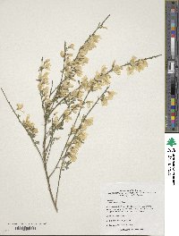 Image of Cytisus kewensis