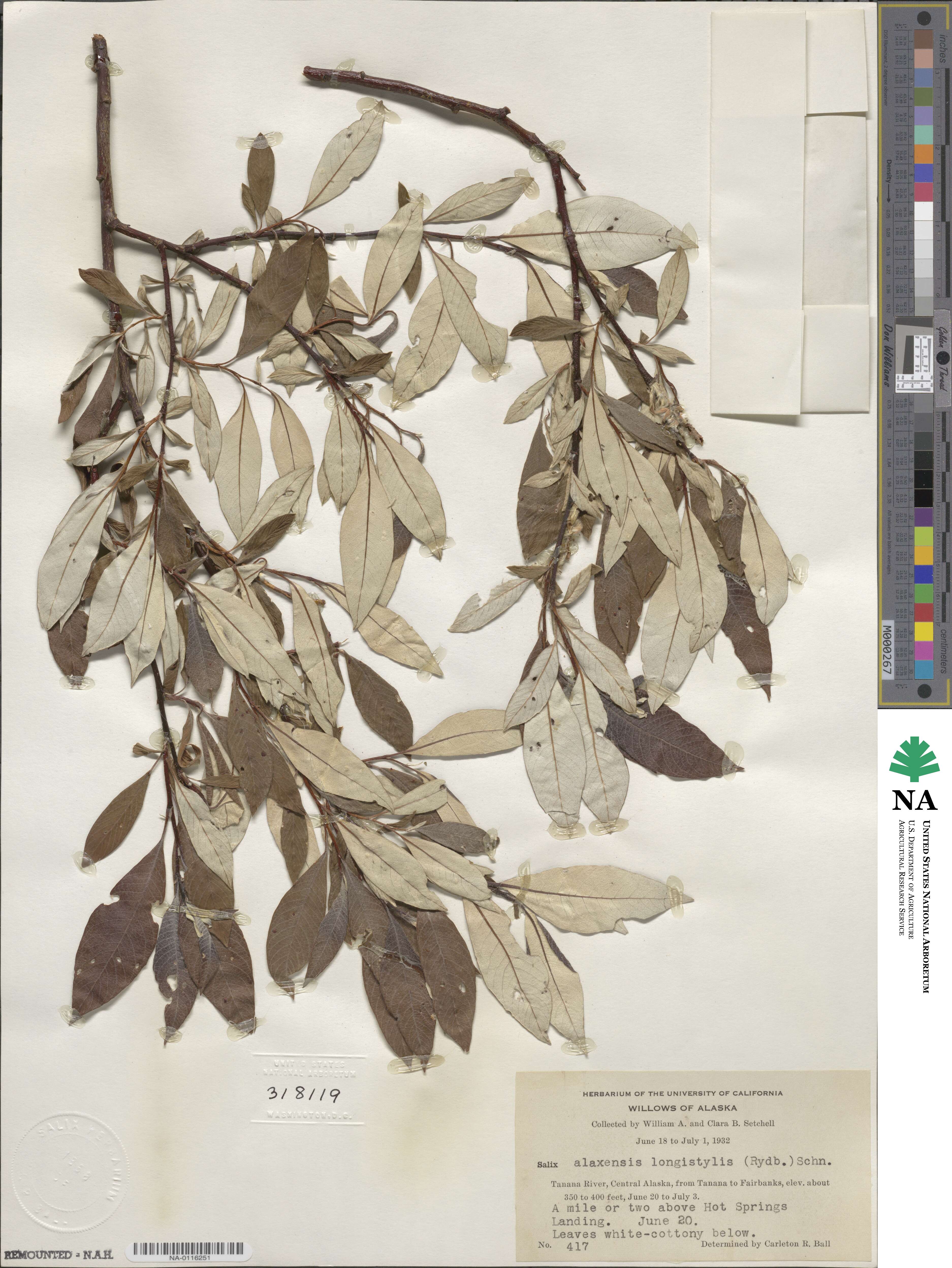 Salix alaxensis image