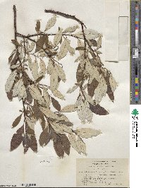 Salix alaxensis var. longistylis image