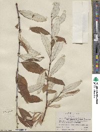 Salix alaxensis var. longistylis image