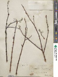 Salix alaxensis image