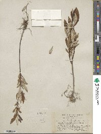 Salix alaxensis var. longistylis image