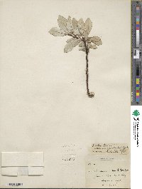 Salix alaxensis var. longistylis image