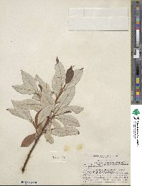 Salix alaxensis var. longistylis image