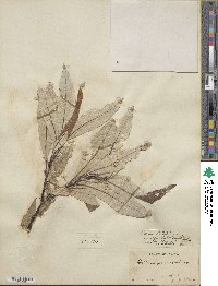 Salix alaxensis image