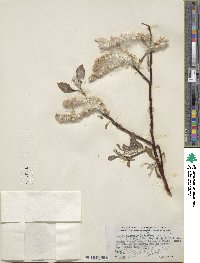 Salix alaxensis image