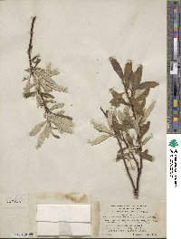 Salix alaxensis var. longistylis image