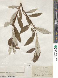 Salix alaxensis var. longistylis image