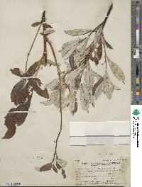 Salix alaxensis image