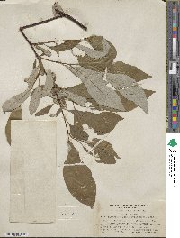 Salix alaxensis image