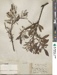 Salix alaxensis var. longistylis image