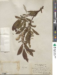 Salix alaxensis image