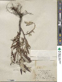 Salix alaxensis var. longistylis image