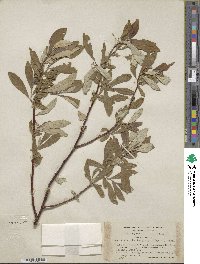 Salix alaxensis var. longistylis image